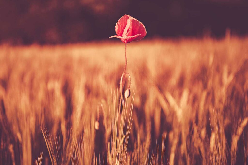 Headerbild Blogbeitrag von Ende Januar 2024 zum Thema Soziale Isolation im Fokus von Alter und psychischen Erkrankungen